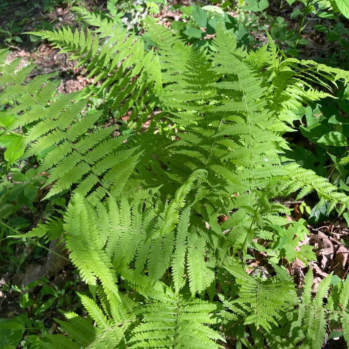 3 New York Fern (Thelypteris Noveboracensis) - Bare Root - Seed World