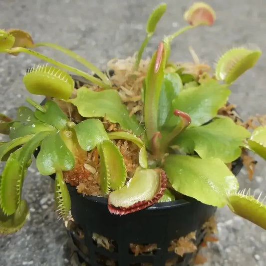 3 Small Live Venus Flytrap Plants – Dionaea muscipula - Seed World