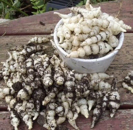 3 Stachys Affinis - Chinese Artichoke Tubers for Planting - Seed World