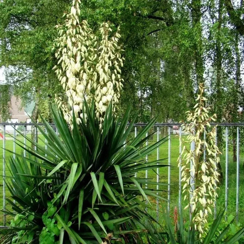 30 Adams Needle Yucca Seeds - Seed World