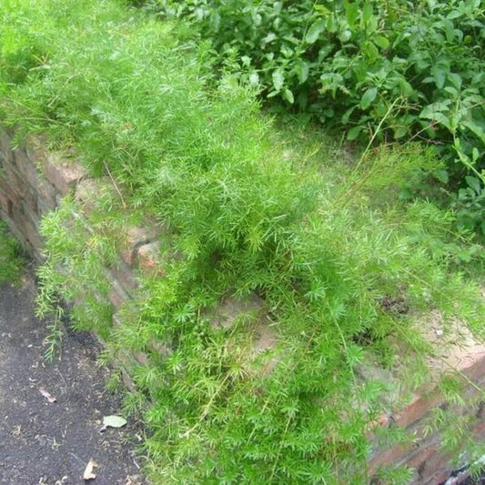 30 Asparagus Fern Seeds (Asparagus sprengeri) – Trailing Ornamental - Seed World