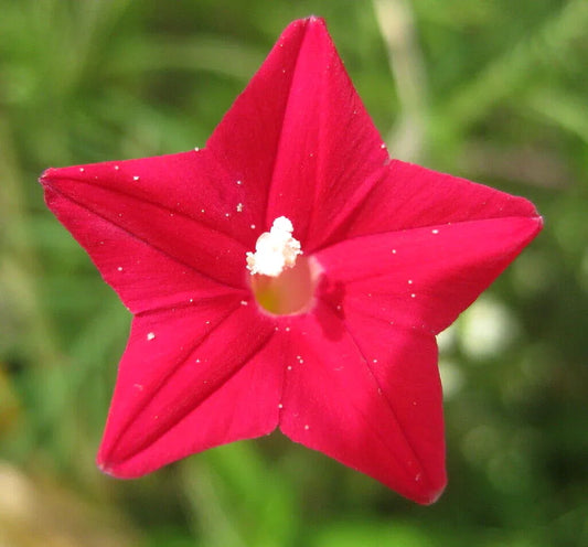 30 Cardinal Climber Vine Seeds - Seed World