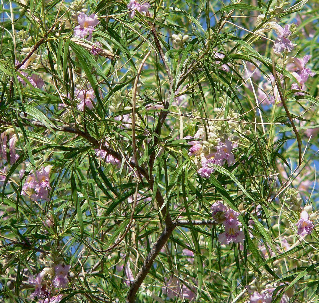 30 Desert Willow Tree Seeds - Seed World