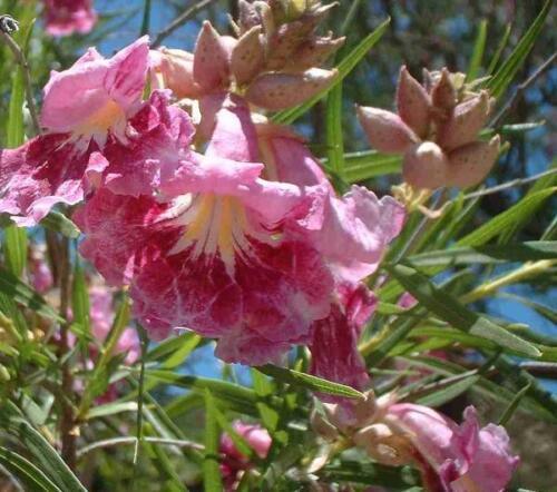 30 Desert Willow Tree Seeds - Seed World