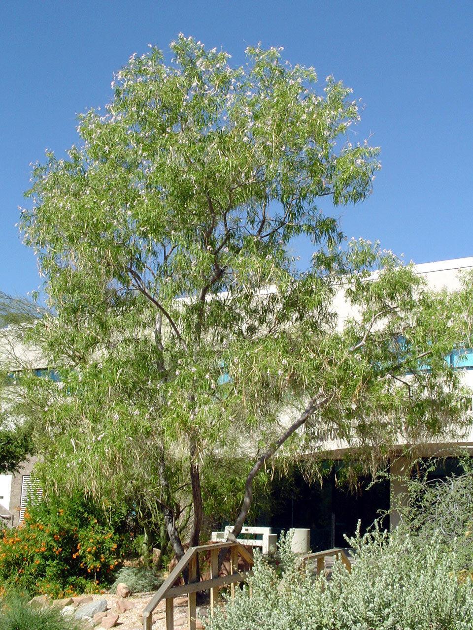 30 Desert Willow Tree Seeds - Seed World