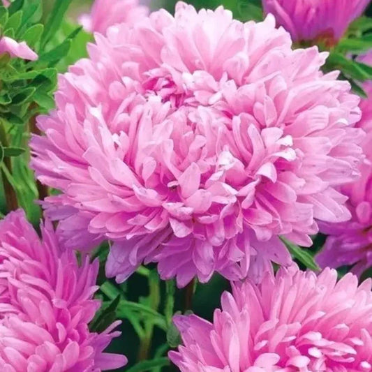 30 Duchess Coral Paeony Aster Seeds - Seed World