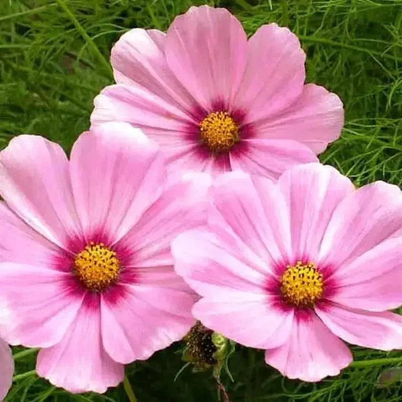 30 Gloria Cosmos Seeds | Non-GMO - Seed World