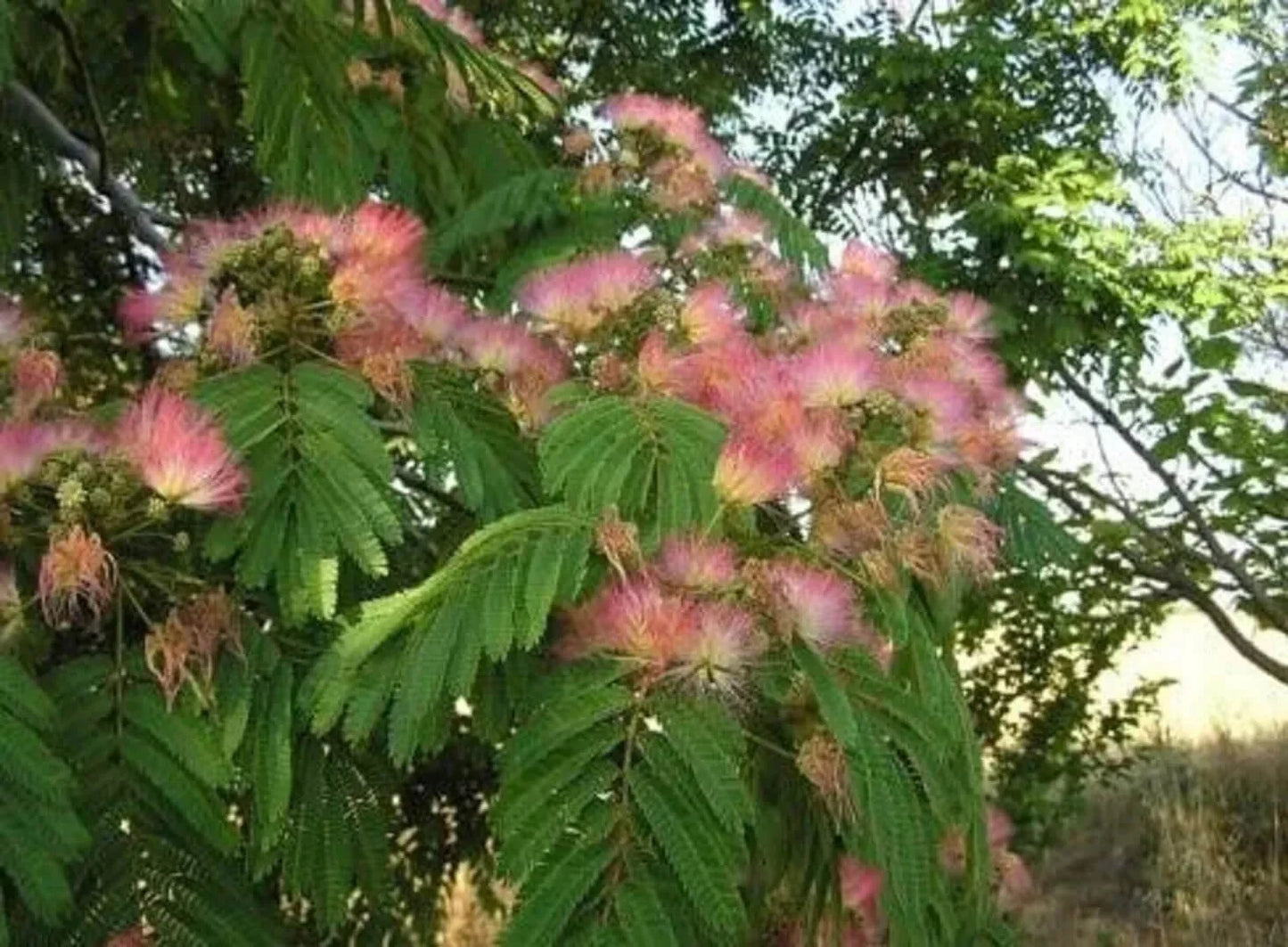 30 Mimosa Silk Tree Seeds - Seed World