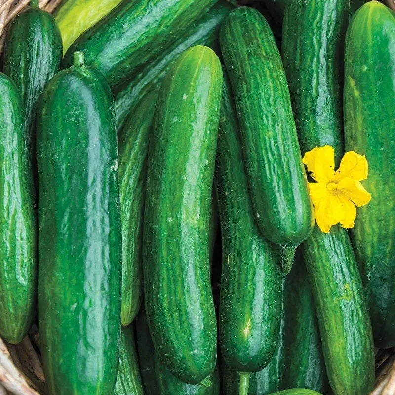 30 Persian Cucumber Seeds - Seed World