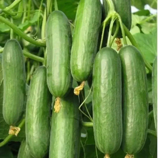 30 Persian Cucumber Seeds - Seed World