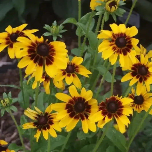 30 Rudbeckia Solar Eclipse Flower Seeds - Seed World