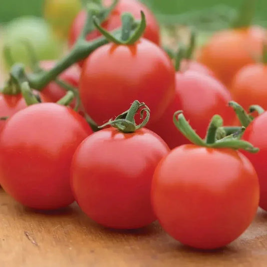 30 Super Sweet Hybrid Cherry Tomato Seeds - Seed World