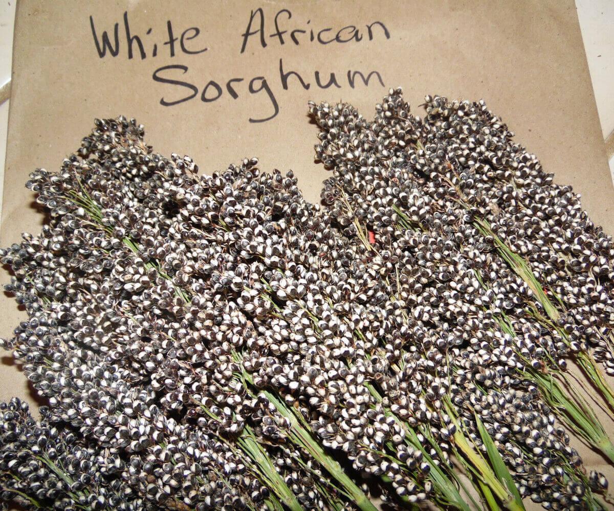 30 White African Sorghum Seeds - Seed World