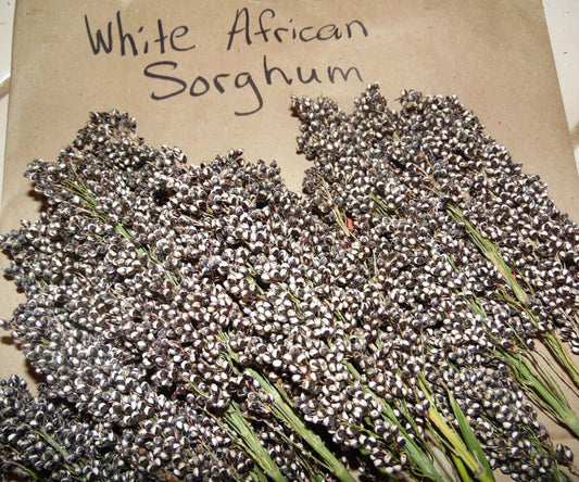 30 White African Sorghum Seeds - Seed World