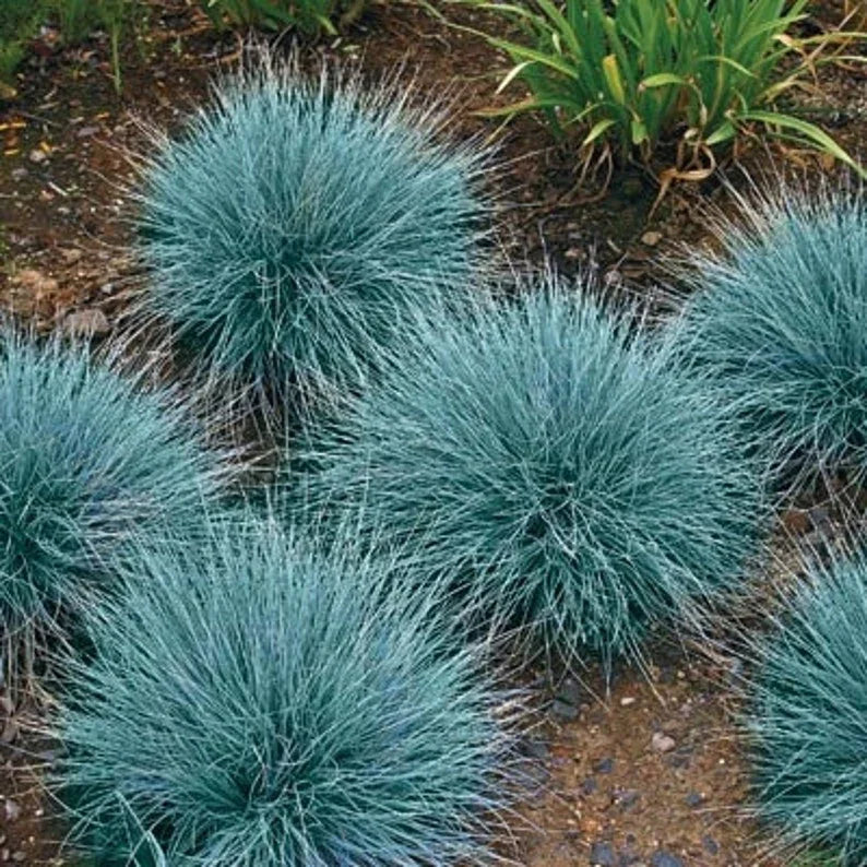 300 Blue Fescue Grass Seeds - Seed World