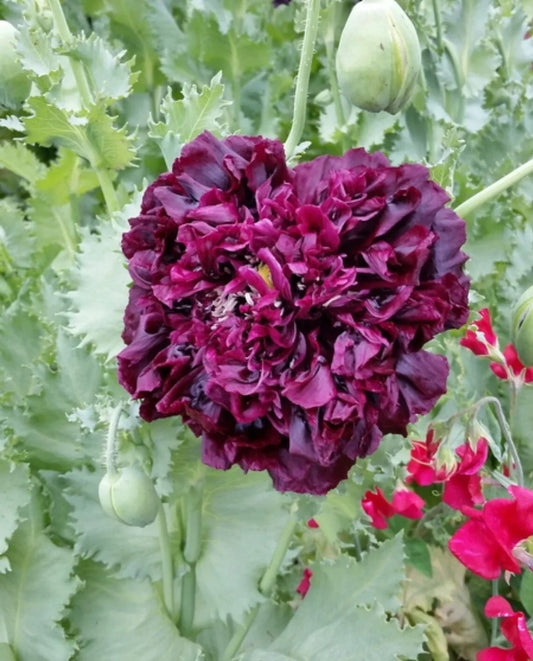 300 Organic Black Peony Poppy Seed - Seed World