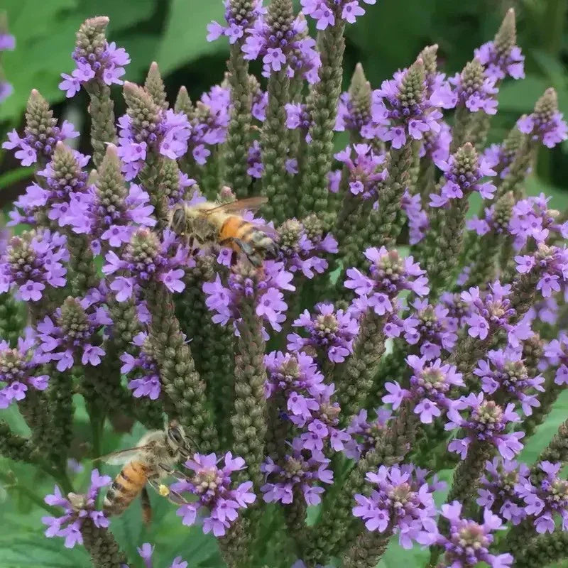 300 Verbena - Blue Vervain - Hastata Seeds - Seed World