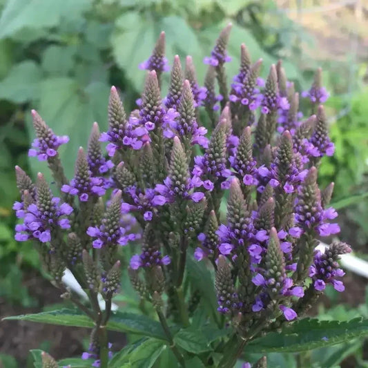 300 Verbena - Blue Vervain - Hastata Seeds - Seed World