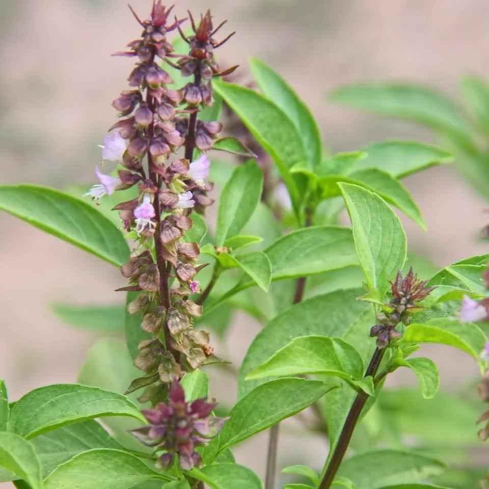 3000 Basil Seeds Collection, NON-GMO, 12 Different Varieties - Seed World