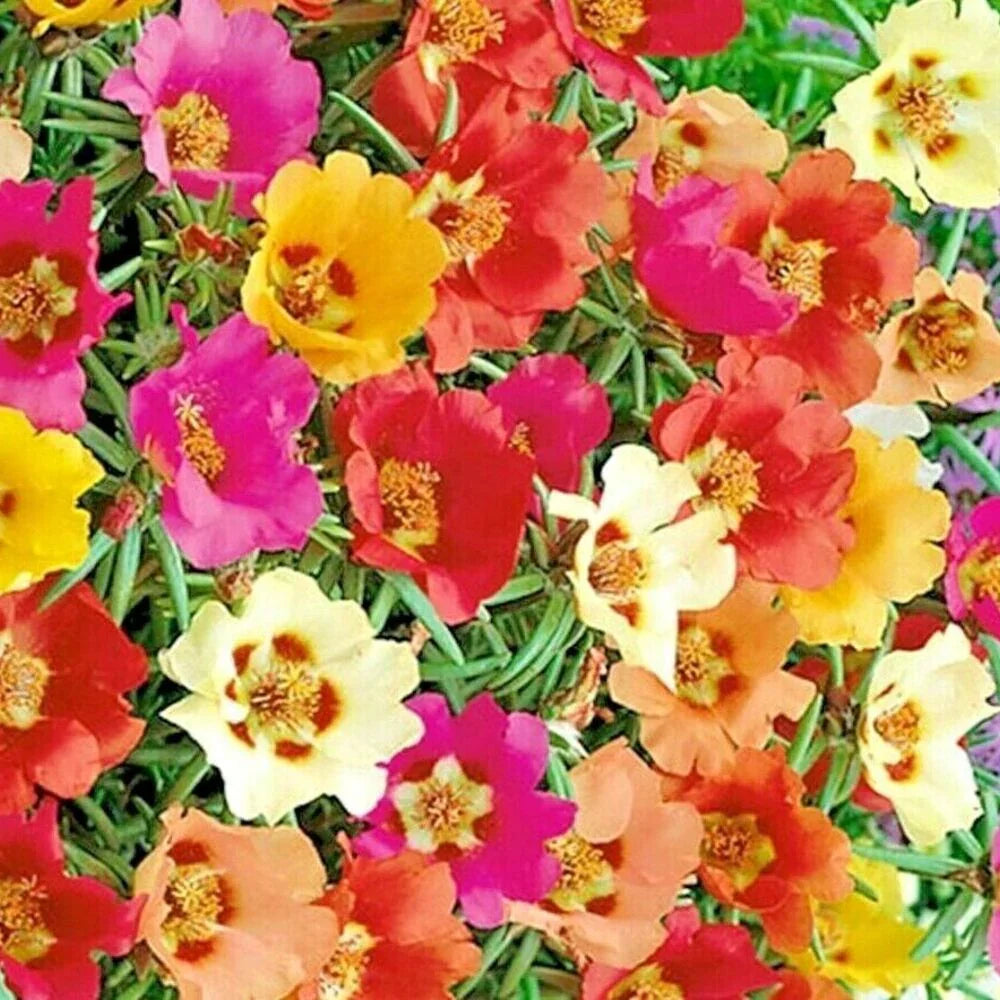 3000 Moss Rose Grandiflora Seeds - Mix Groundcover - Seed World