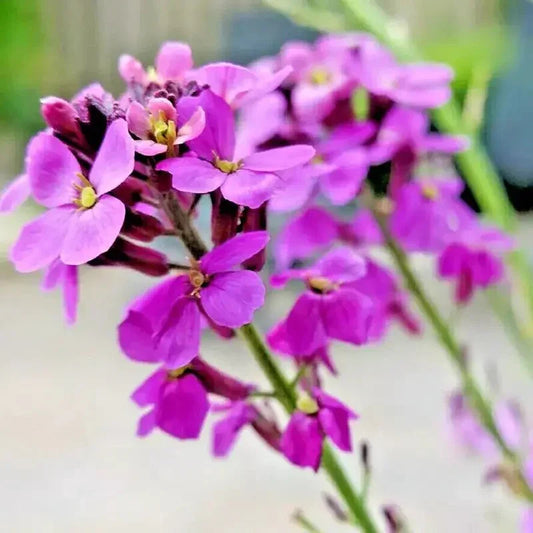 3000 Night Scented Stock Flower Seeds - Seed World