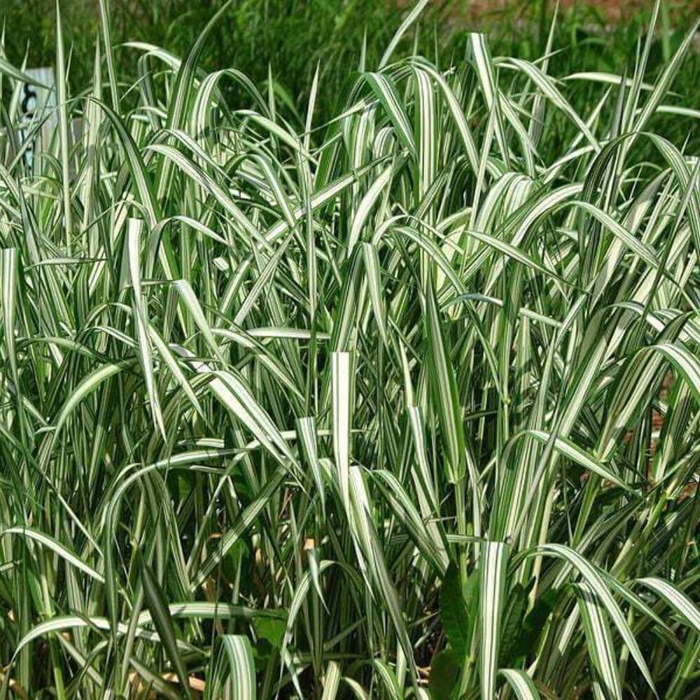 3000 Reed Canary Grass Seeds - Seed World