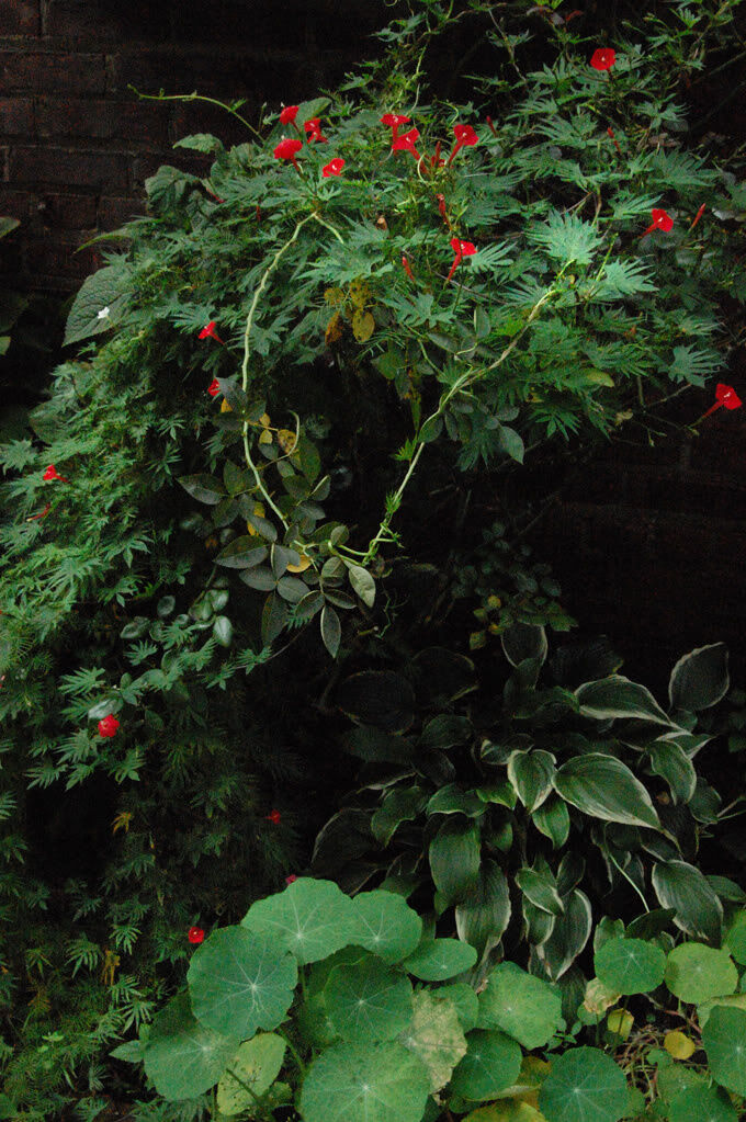 30 Cardinal Climber Vine Seeds