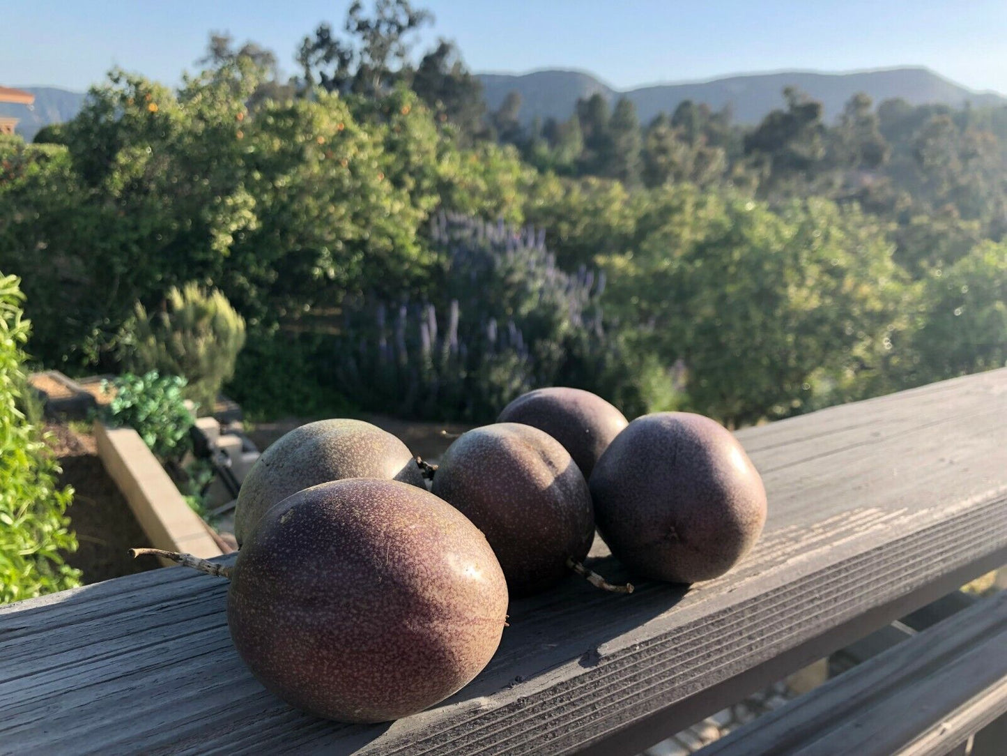 30 passion fruit seed Tropics Passiflora