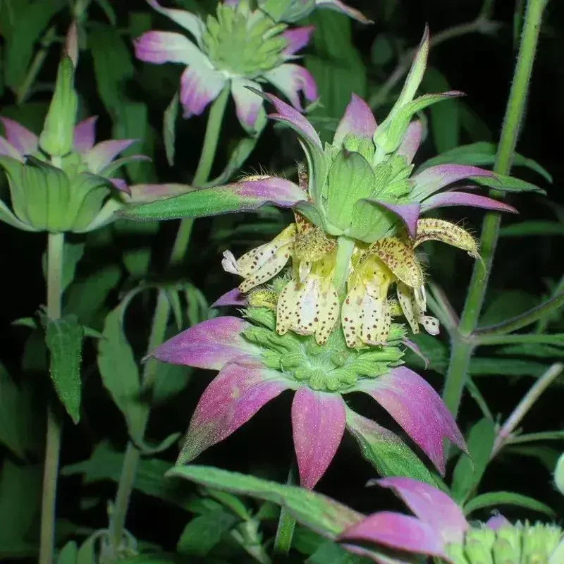 320 Spotted Bee Balm - Monarda Punctata Seeds - Seed World