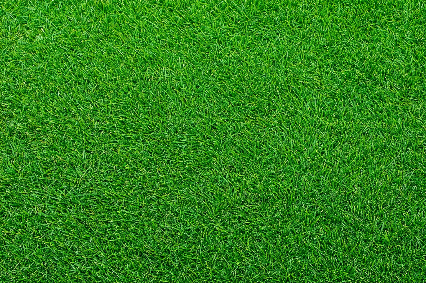 Empire Zoysia Grass Seed - Drought-Resistant Lawn (1/8 lb Pack)