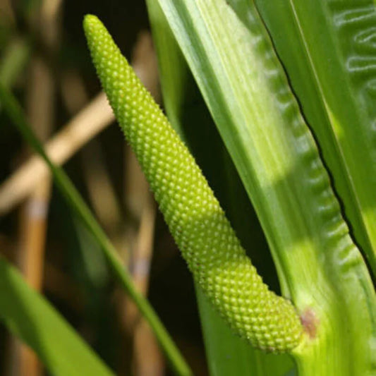 35 American Sweet Flag Grass Seeds - Seed World