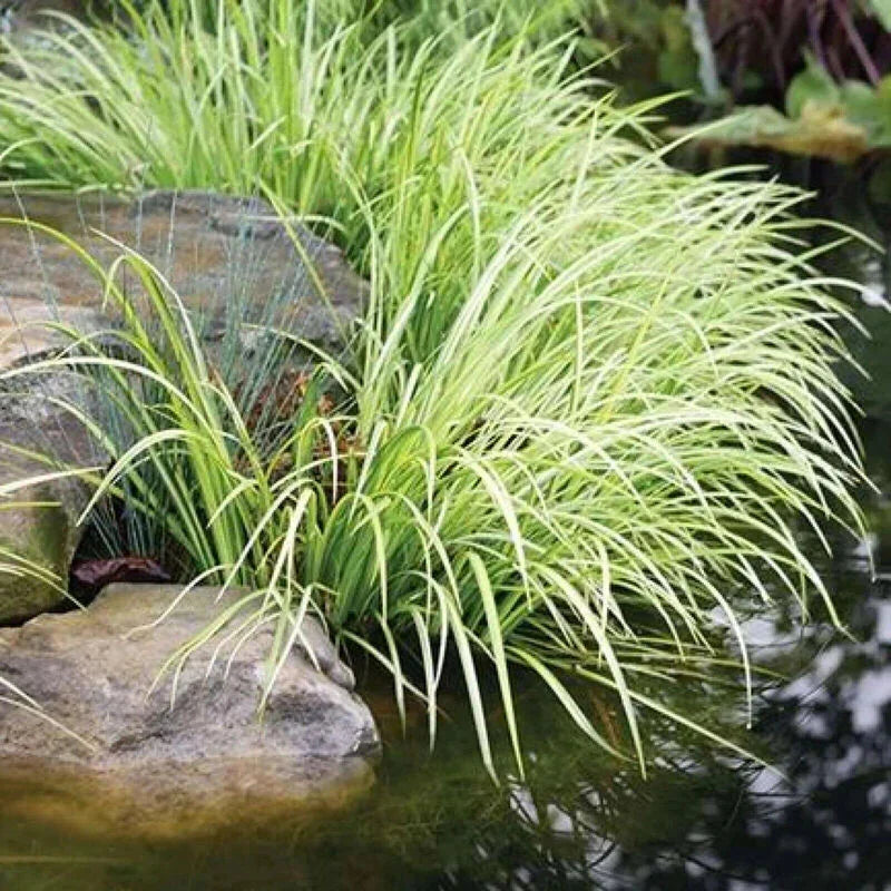 35 American Sweet Flag Grass Seeds - Seed World