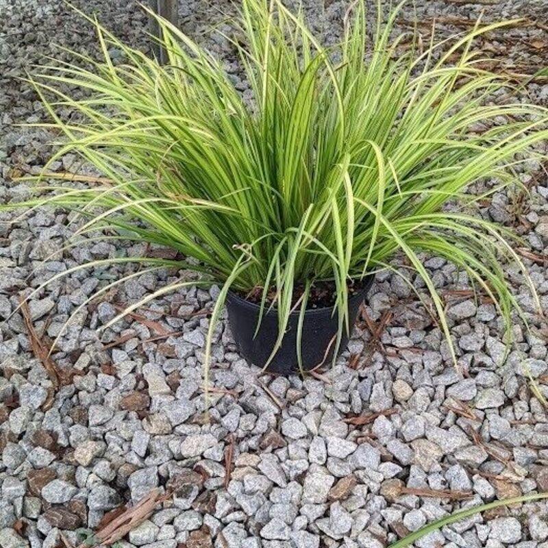 35 American Sweet Flag Grass Seeds - Seed World