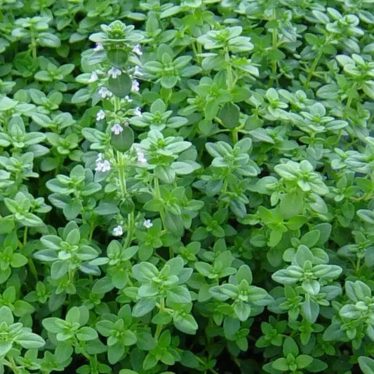 Close-up of a green herb with small white flowers