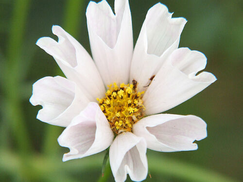 120 Cosmos Sea Shells Mix Seeds