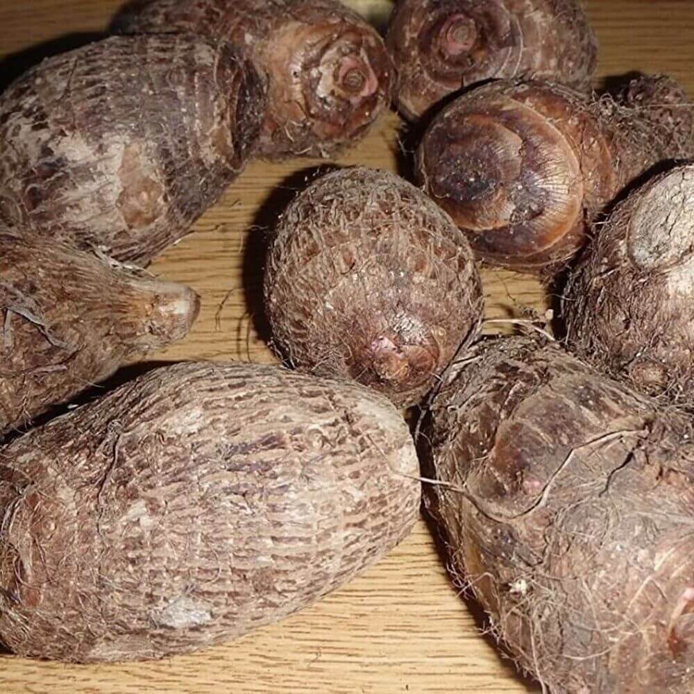 Live Colocasia Gigantea bulbs ready for planting giant elephant ear plants