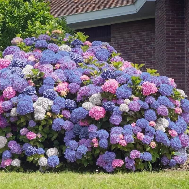 5 Hydrangea Seeds β Garden-Ready Perennial Beauty