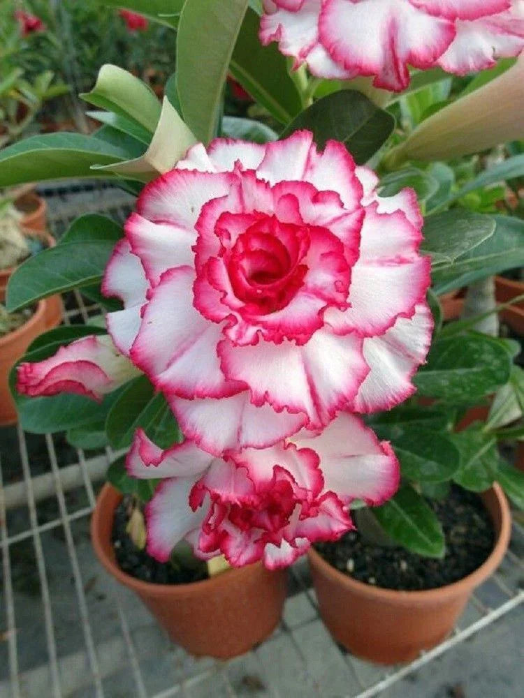 4 Desert Rose Seeds - Adenium Obesum - Seed World