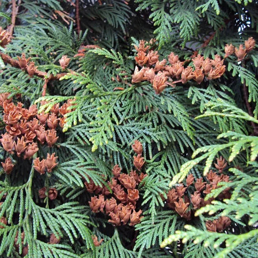 40 Western Red Cedar Tree Seeds - Seed World