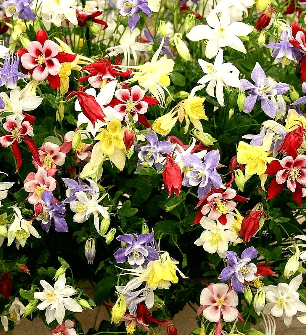 400 Columbine Mckana Giants Seeds - Mix - Seed World