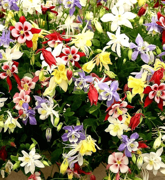 400 Columbine Mckana Giants Seeds - Mix - Seed World