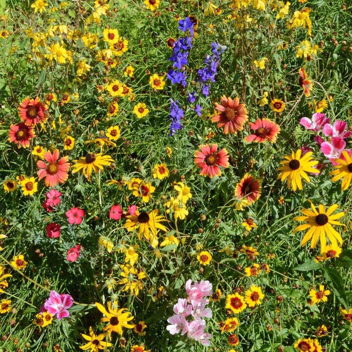 4000 Mountain Wildflower Mix Seeds - Seed World