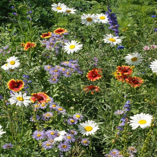 4000 Mountain Wildflower Mix Seeds - Seed World