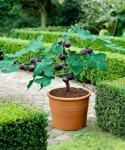 50 Fig Tree - Sweet Fruit Shrub Seeds