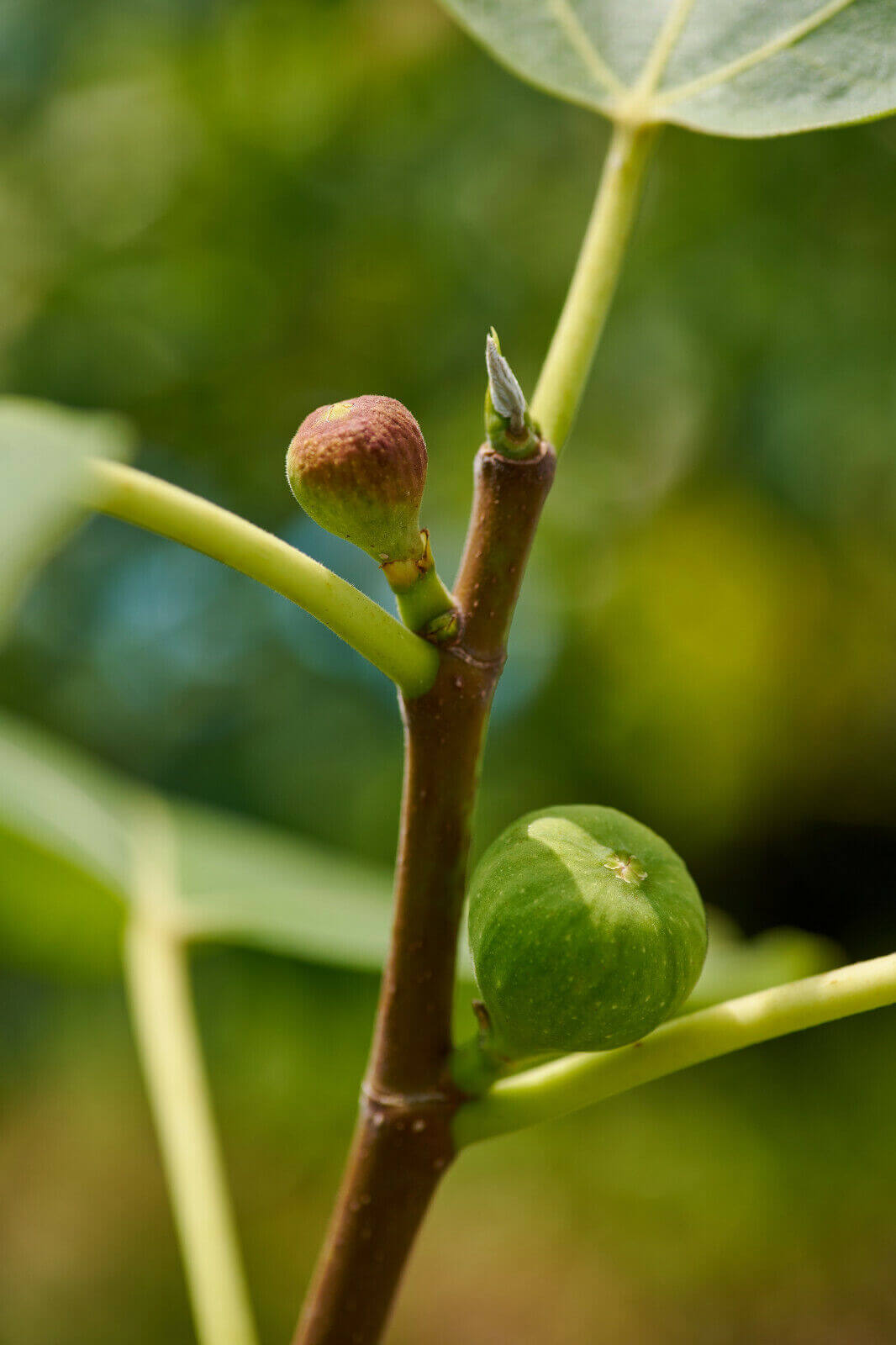 50 Fig Tree - Sweet Fruit Shrub Seeds