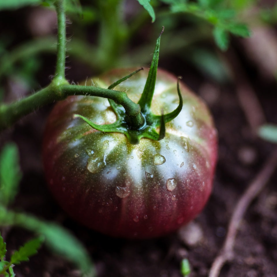 50 Black Prince Tomato Seeds