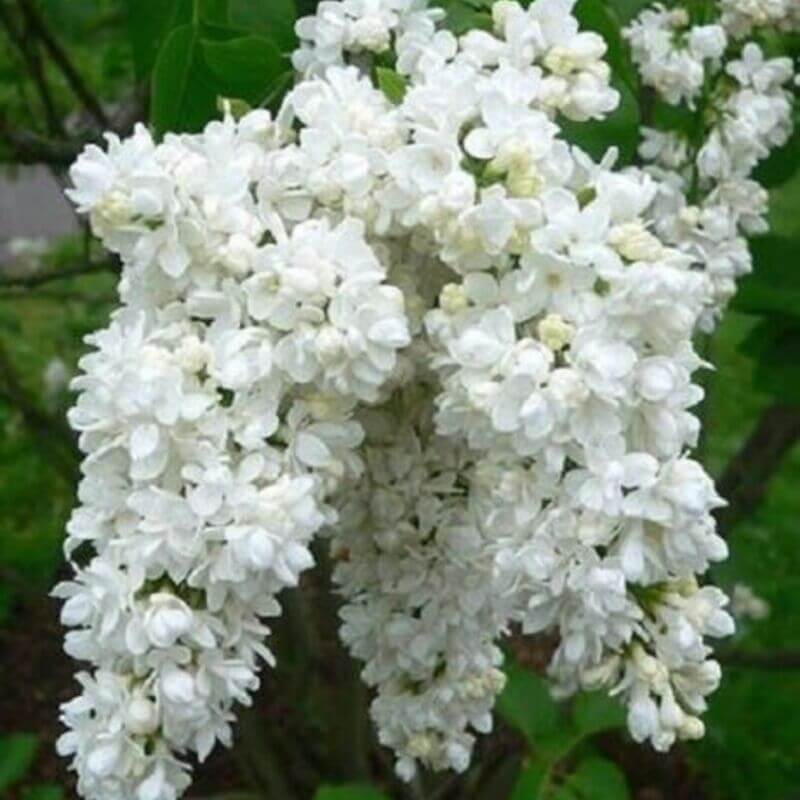25 Lilac Tree Seeds