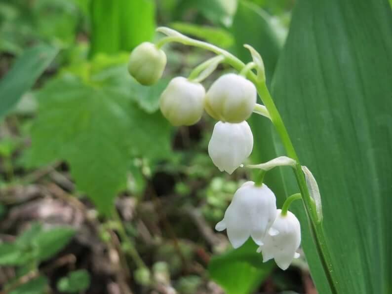 5 Convallaria Majalis 'Lily of the Valley' Bulbs - Seed World
