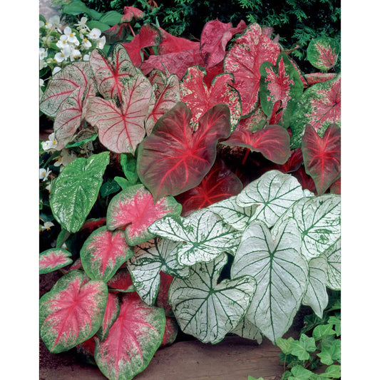 5 Fancy Mix Caladium Bulbs - Seed World
