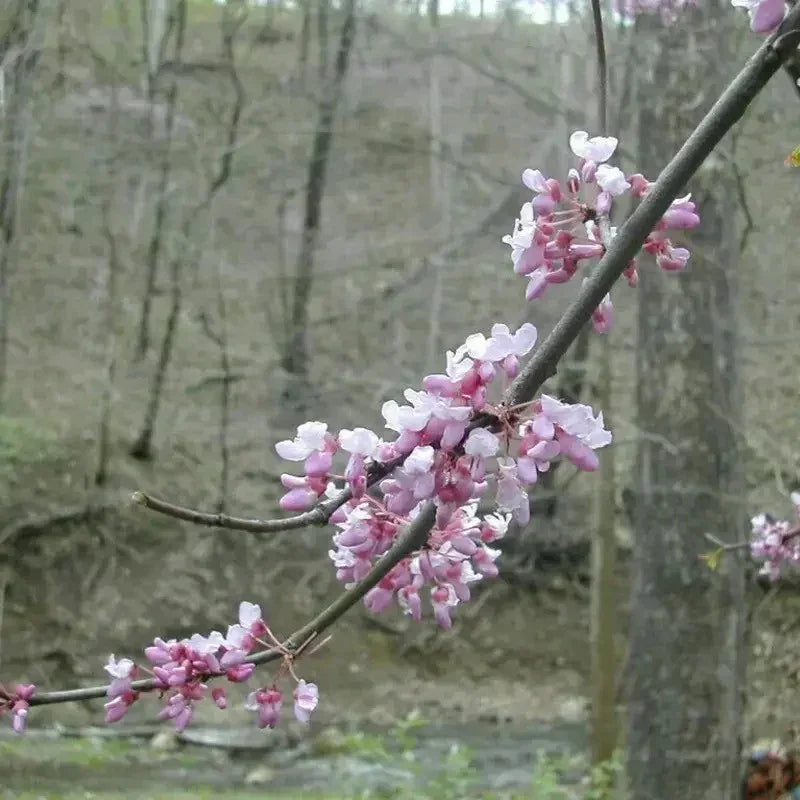 5 Forest Pansy Eastern Redbud Seeds - Seed World